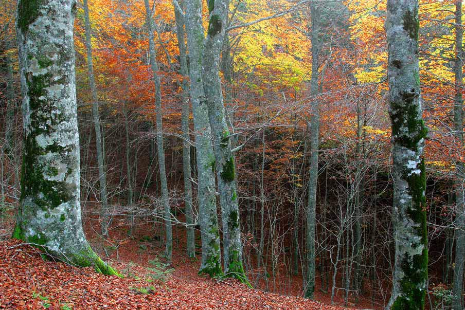 i colori del bosco