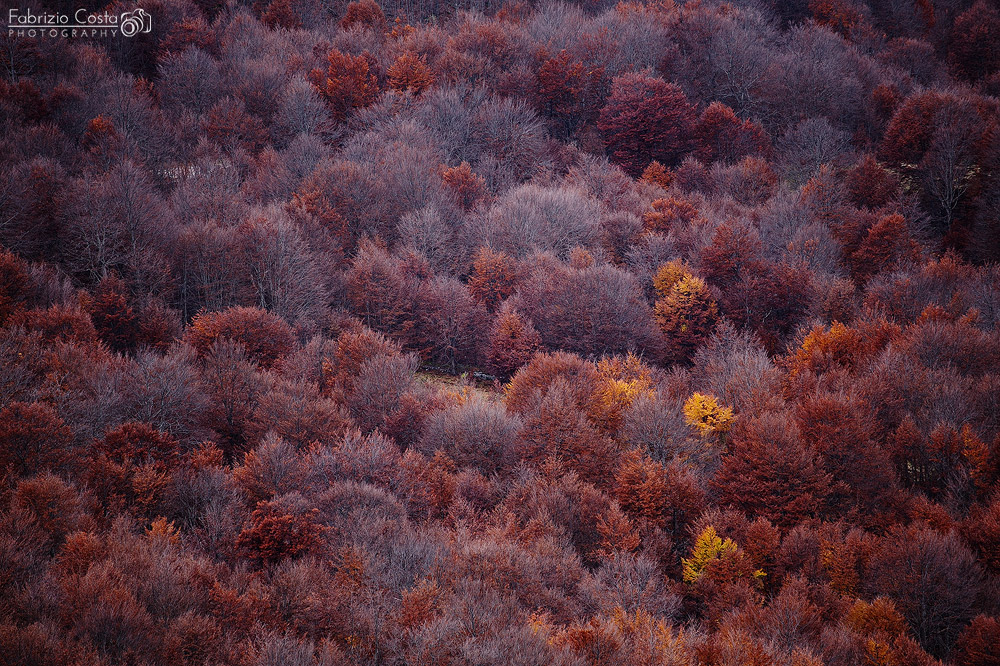 I colori del bosco