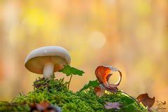 I colori del bosco