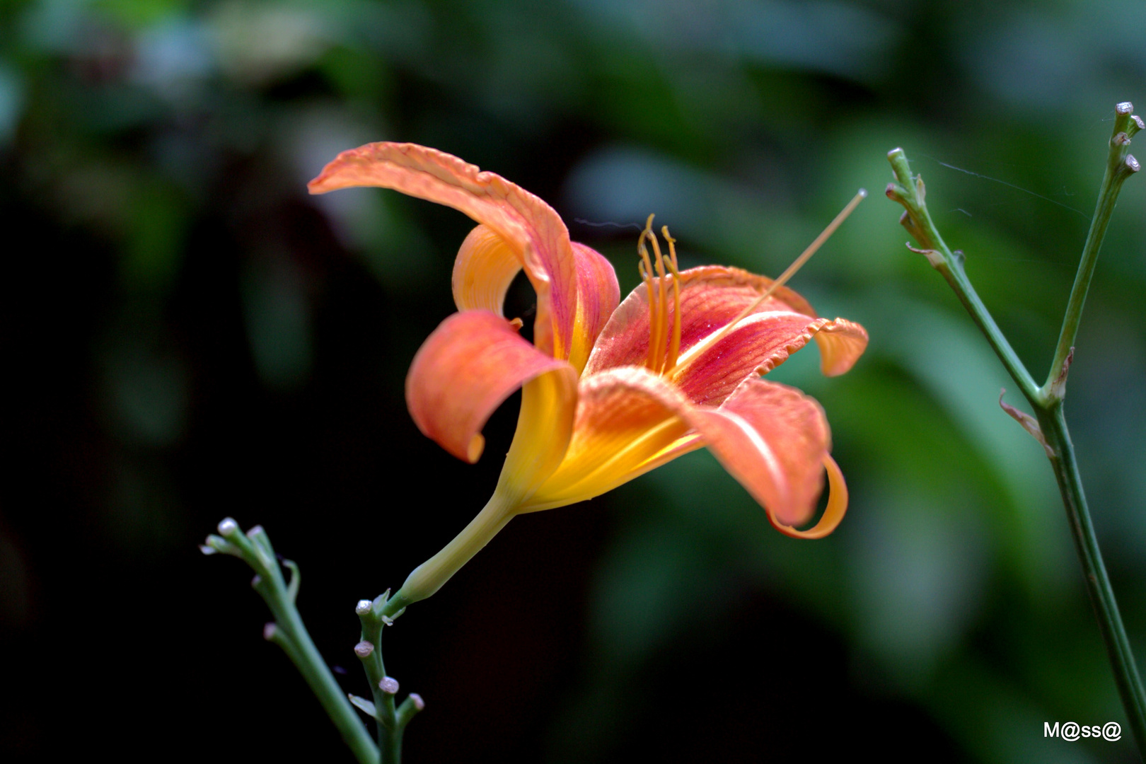 i colori del giardino