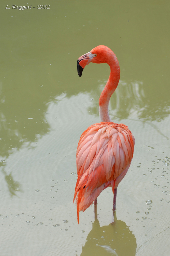 I colori del mondo animale