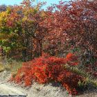 i colori dell' autunno 2