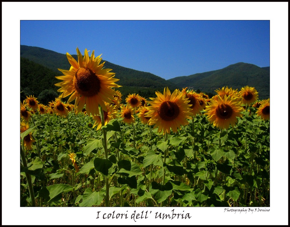 I colori dell' Umbria