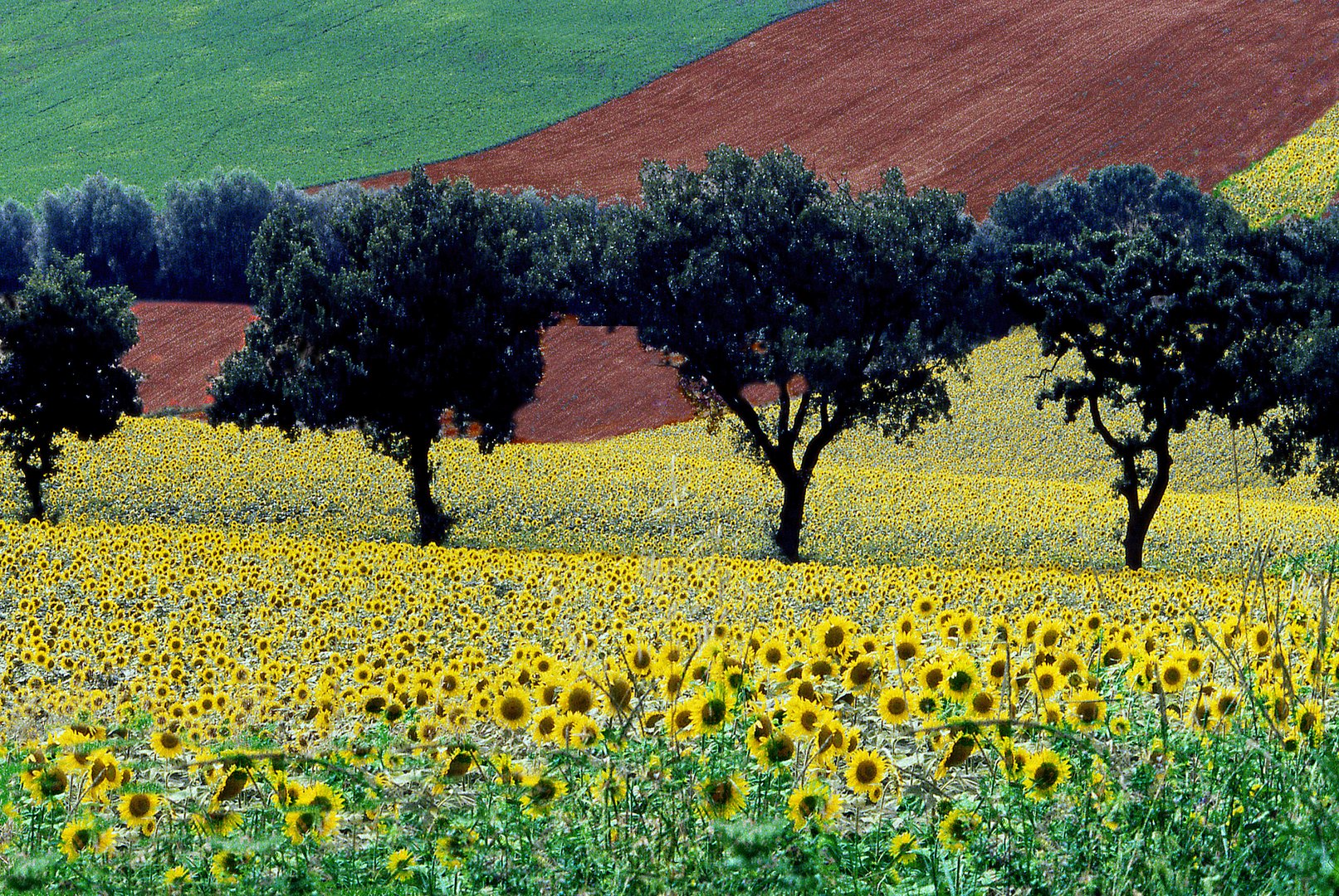 i colori della campagna