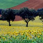 i colori della campagna