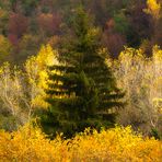 I colori della campagna nell'Aniene