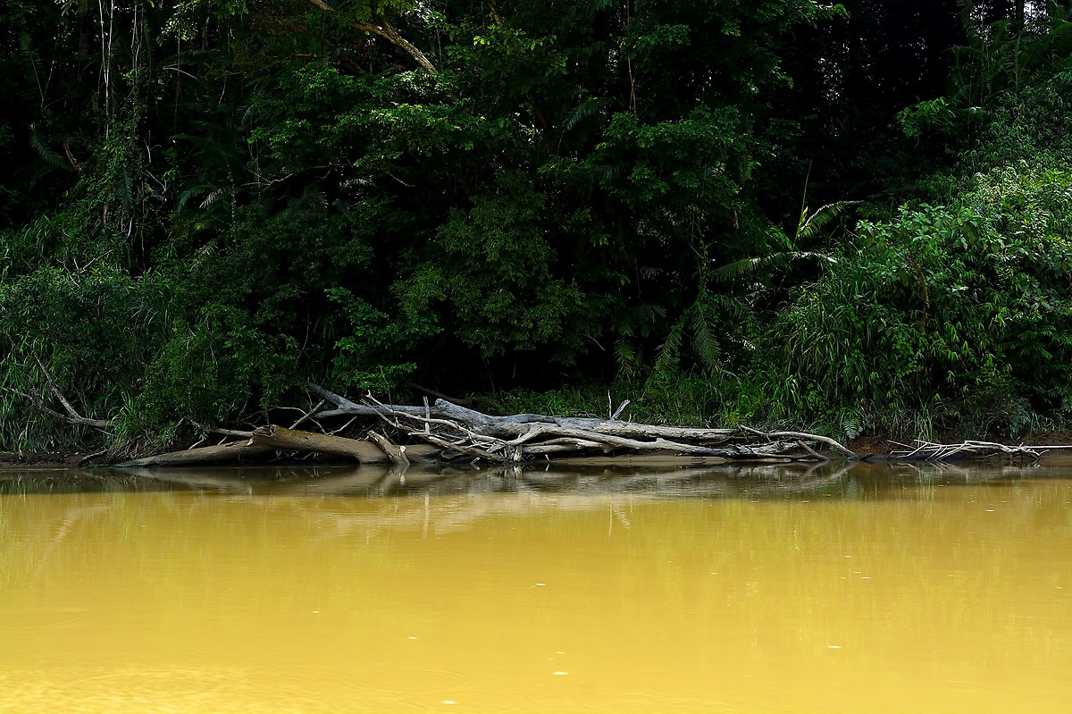 I colori della foresta