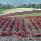 I colori della natura