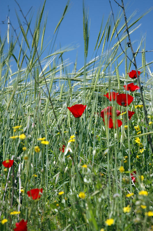 I colori della natura