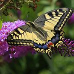 I colori della natura