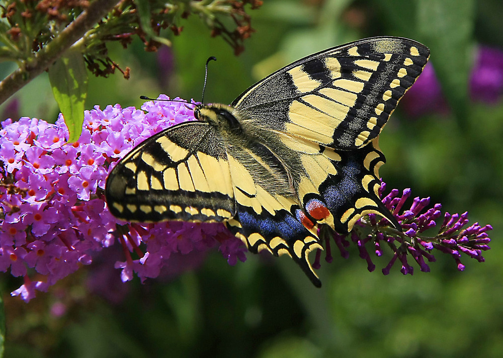I Colori Della Natura Foto Immagini Macro E Close Up
