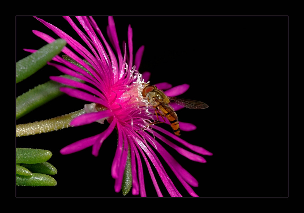 I COLORI DELLA NATURA...........