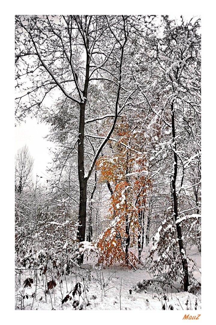 .. I colori della neve (2)...