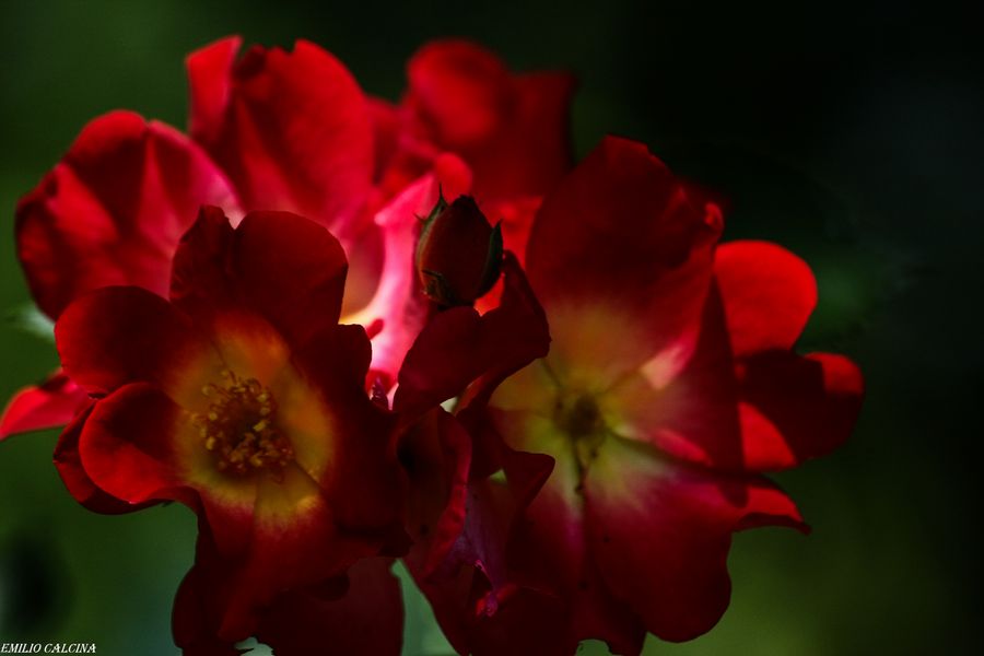 I colori della primavera