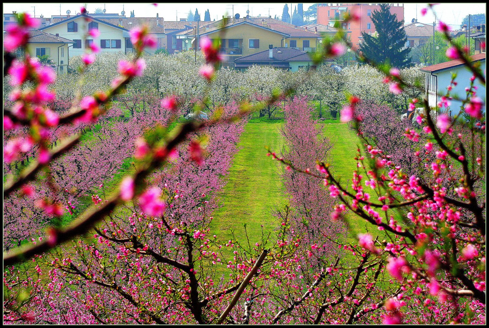 I colori della primavera...