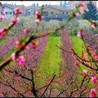 I colori della primavera...