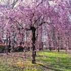 I colori della primavera