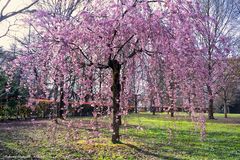 I colori della primavera