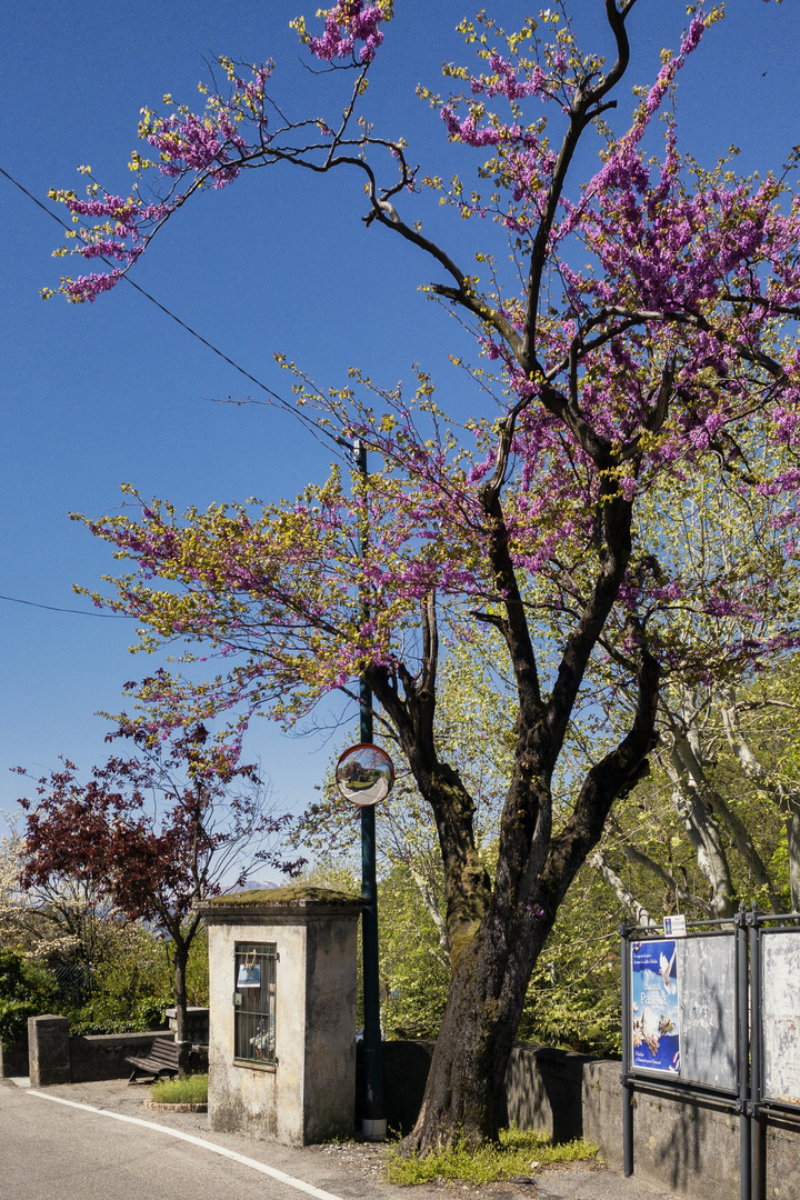 I colori della primavera