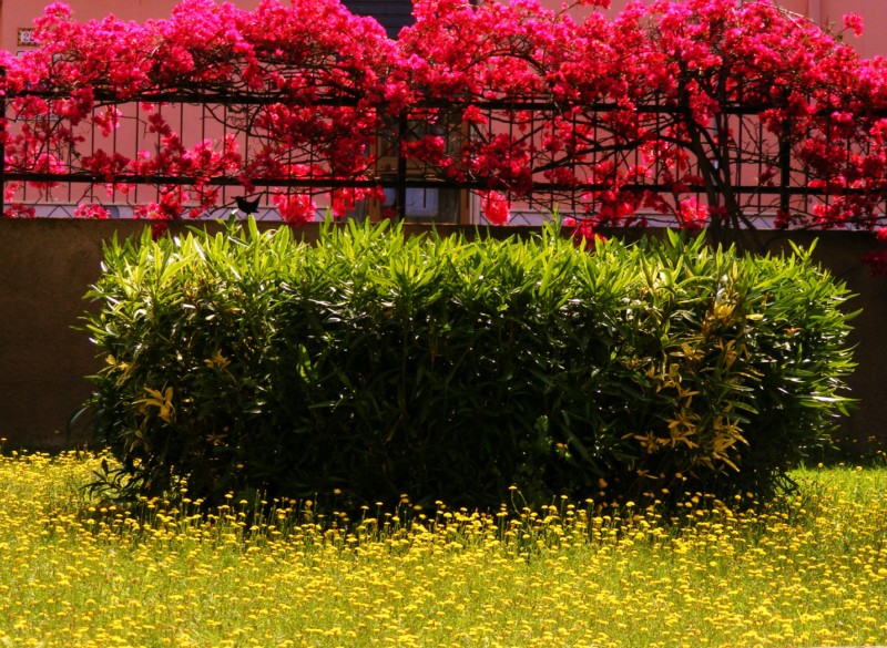 I colori della primavera