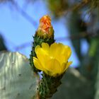 I colori della Sicilia