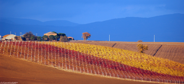 I colori della vigna