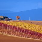 I colori della vigna