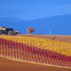 I colori della vigna