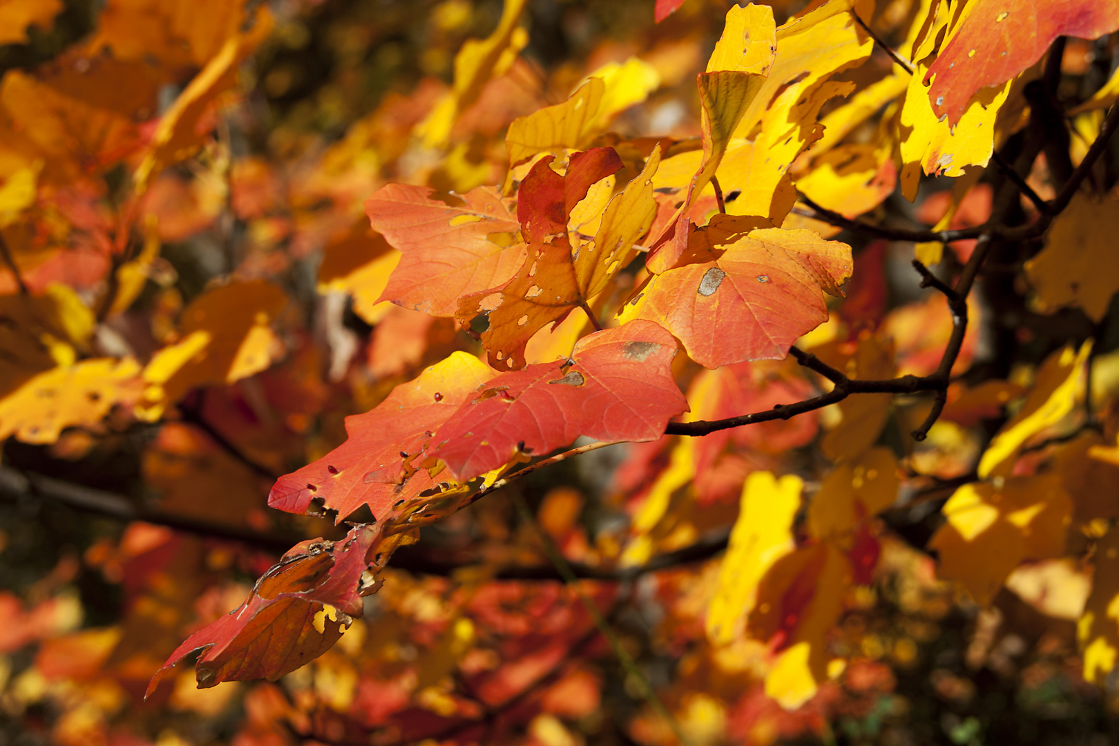 I colori dell'autunno