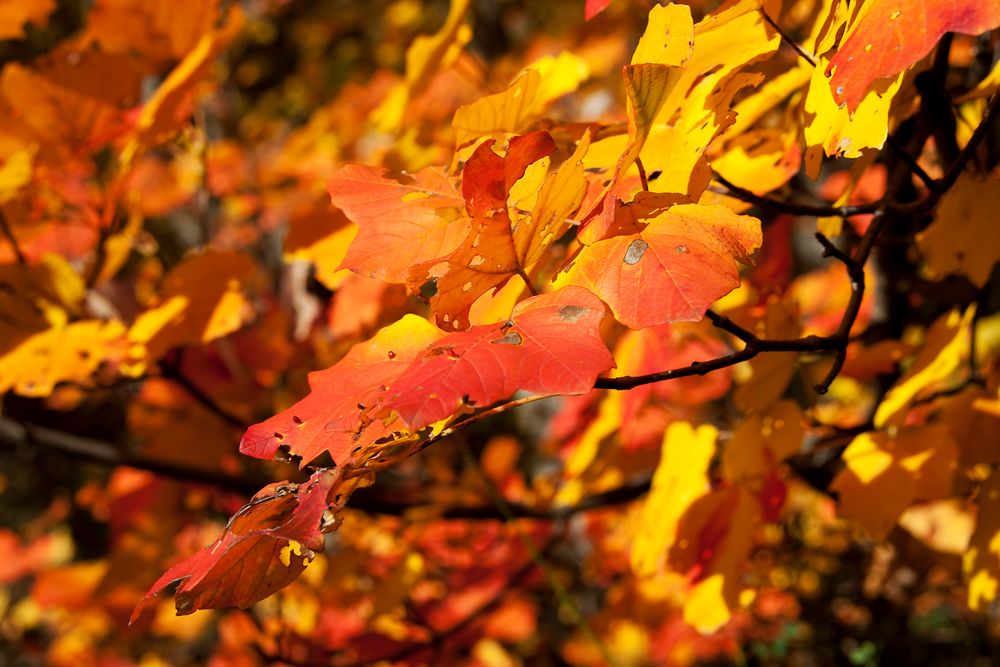 I colori dell'autunno