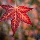 I colori dell'autunno