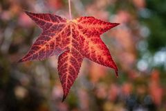 I colori dell'autunno