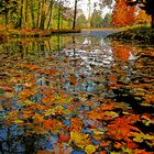 I colori dell'autunno