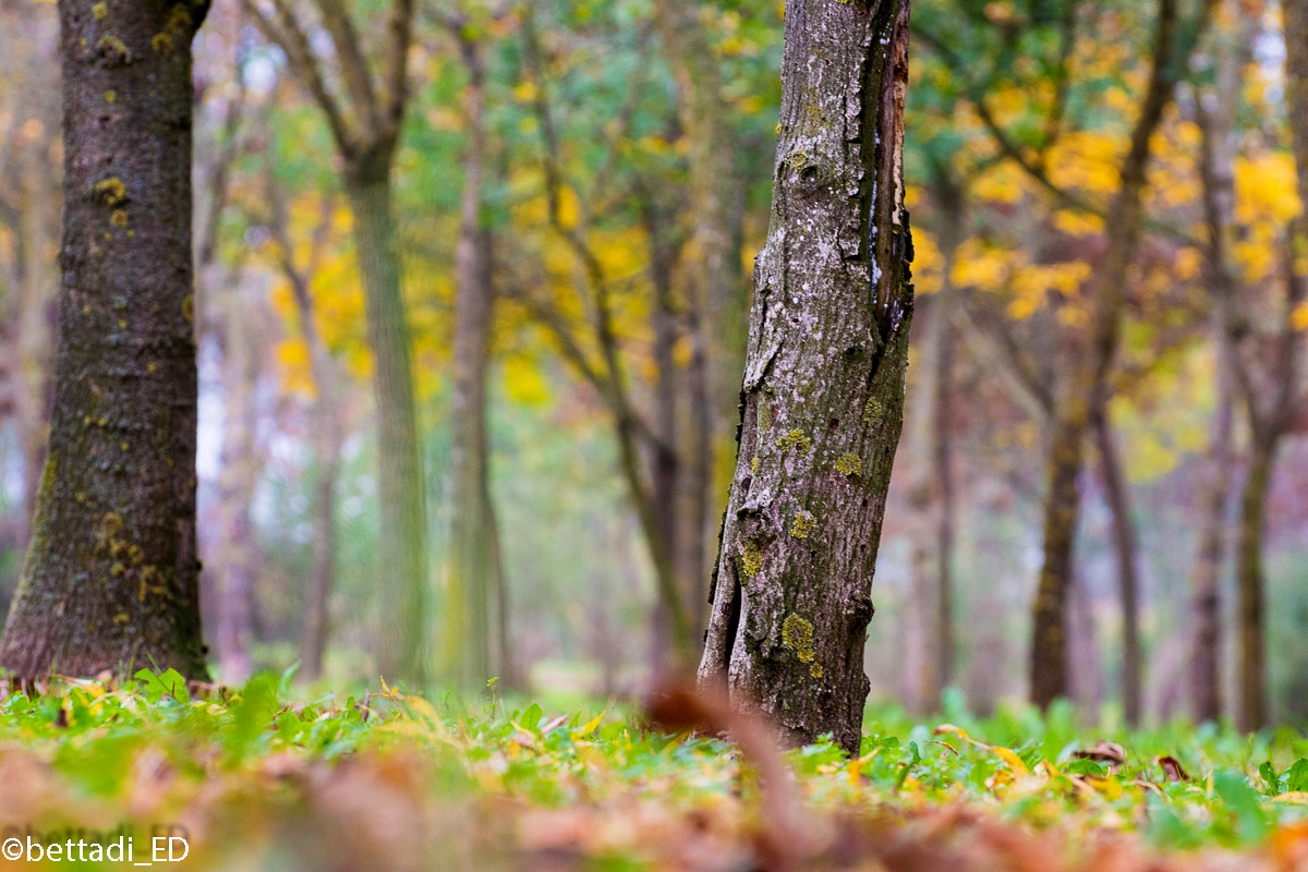 i colori dell'autunno