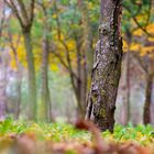 i colori dell'autunno