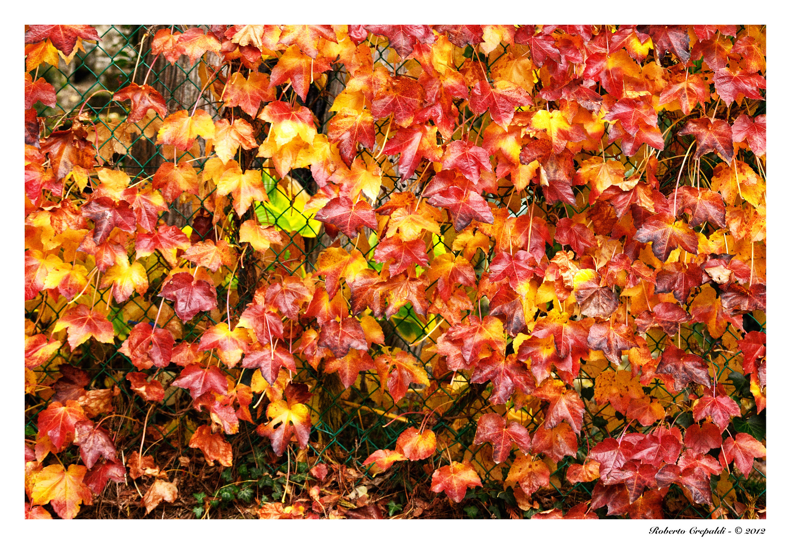 I colori dell'autunno