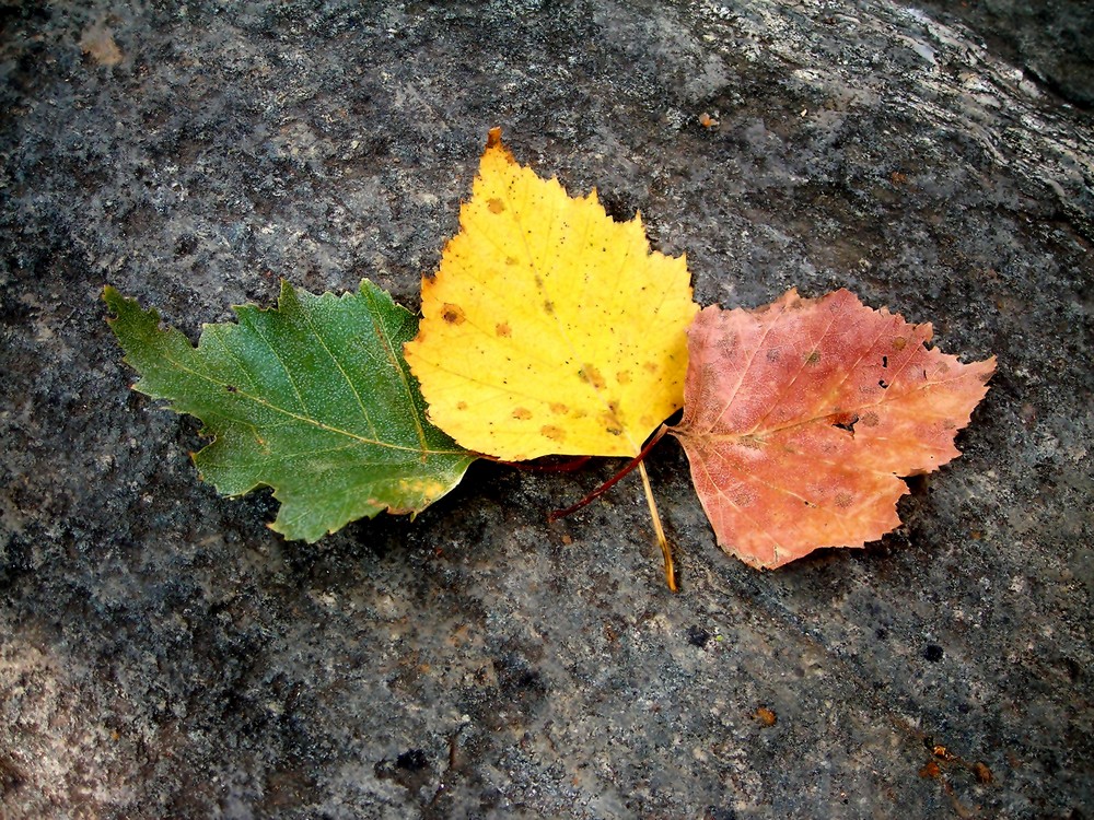 i colori dell'autunno