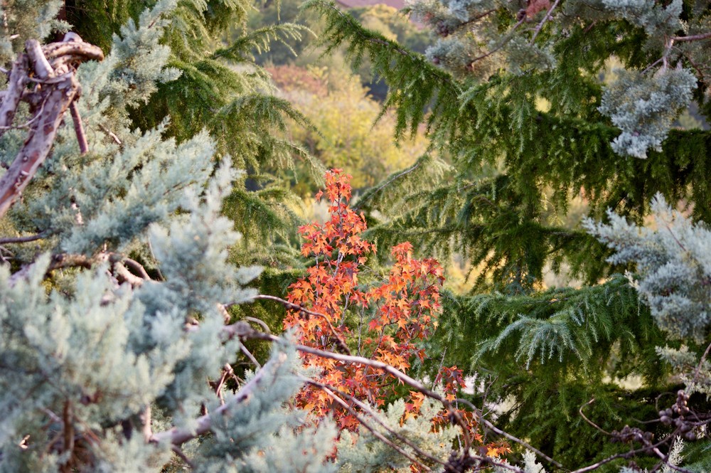 i colori dell'autunno