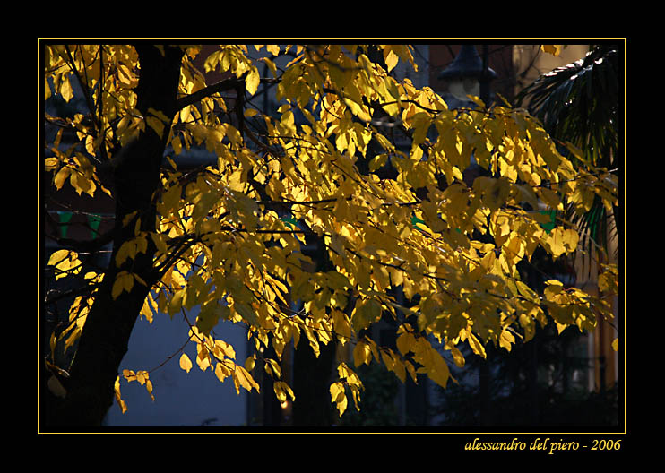 i colori dell'autunno