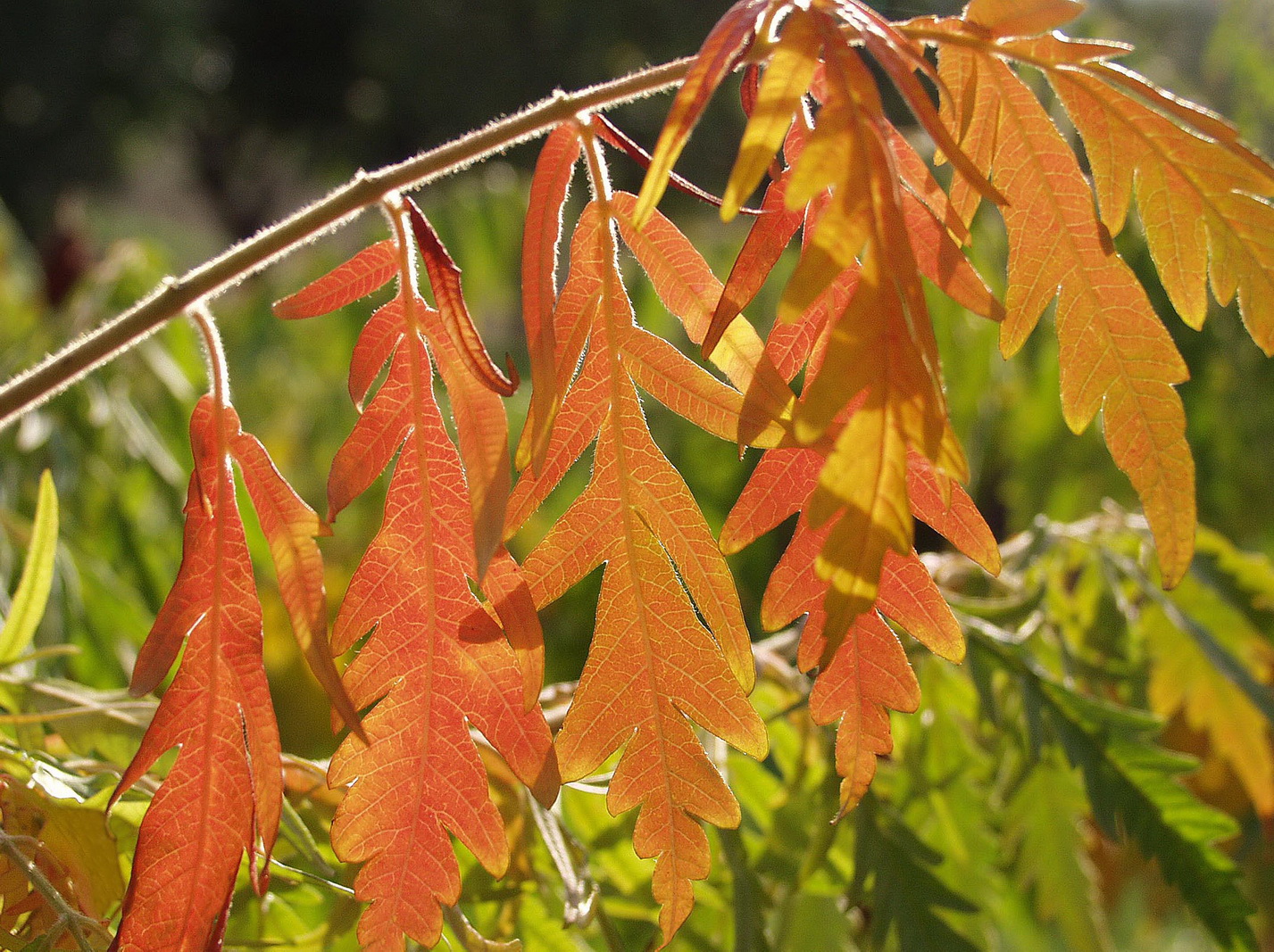 I colori dell'autunno