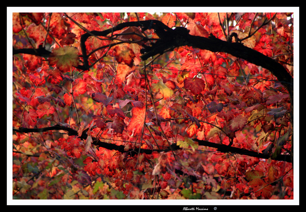 i colori dell'autunno