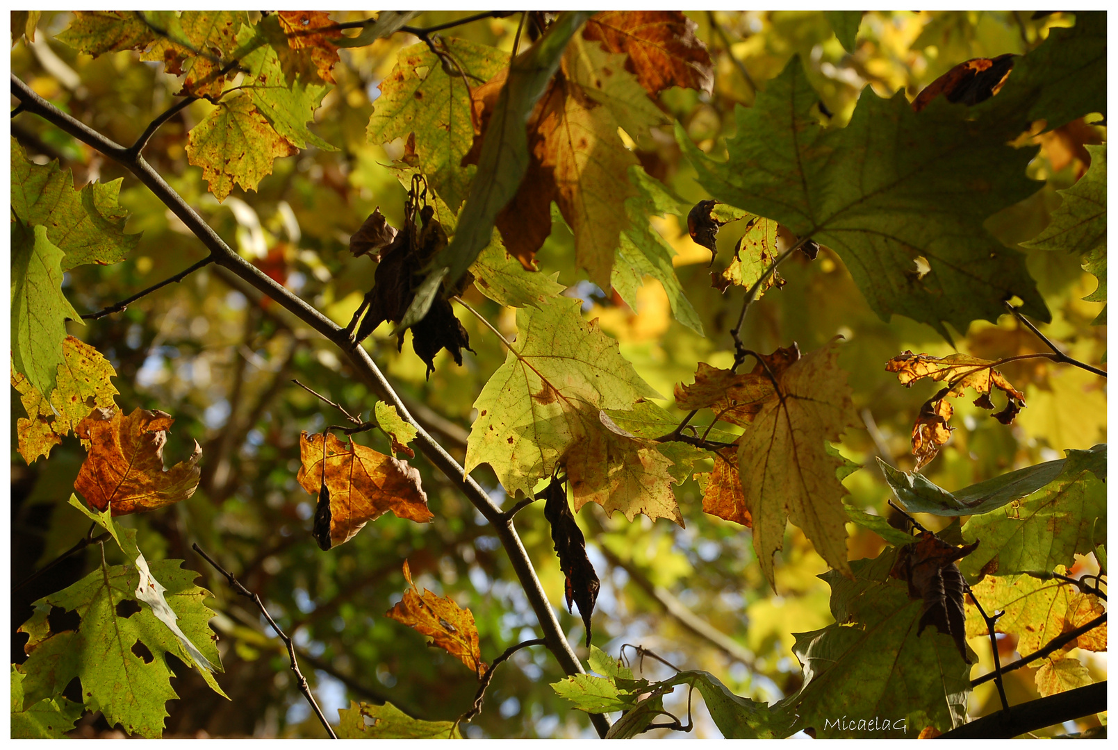 I colori dell'autunno