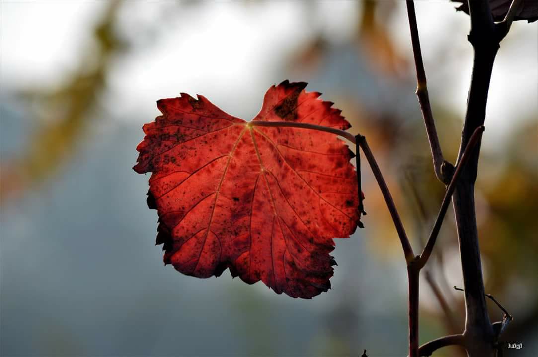 I colori dell'autunno.