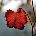 I colori dell'autunno.