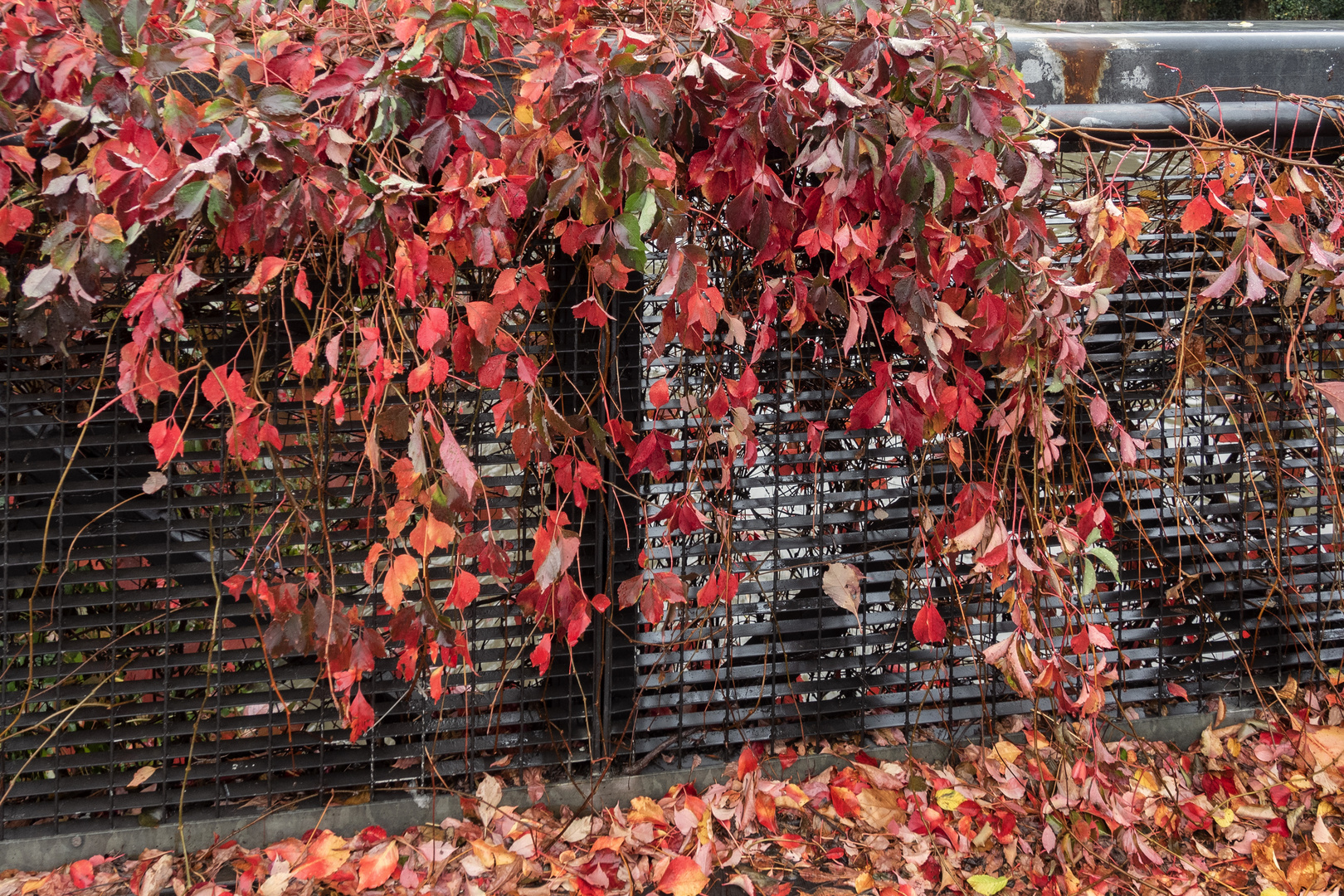 I colori dell'autunno a Monza