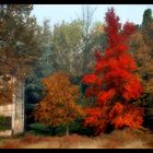 " I colori dell'autunno "