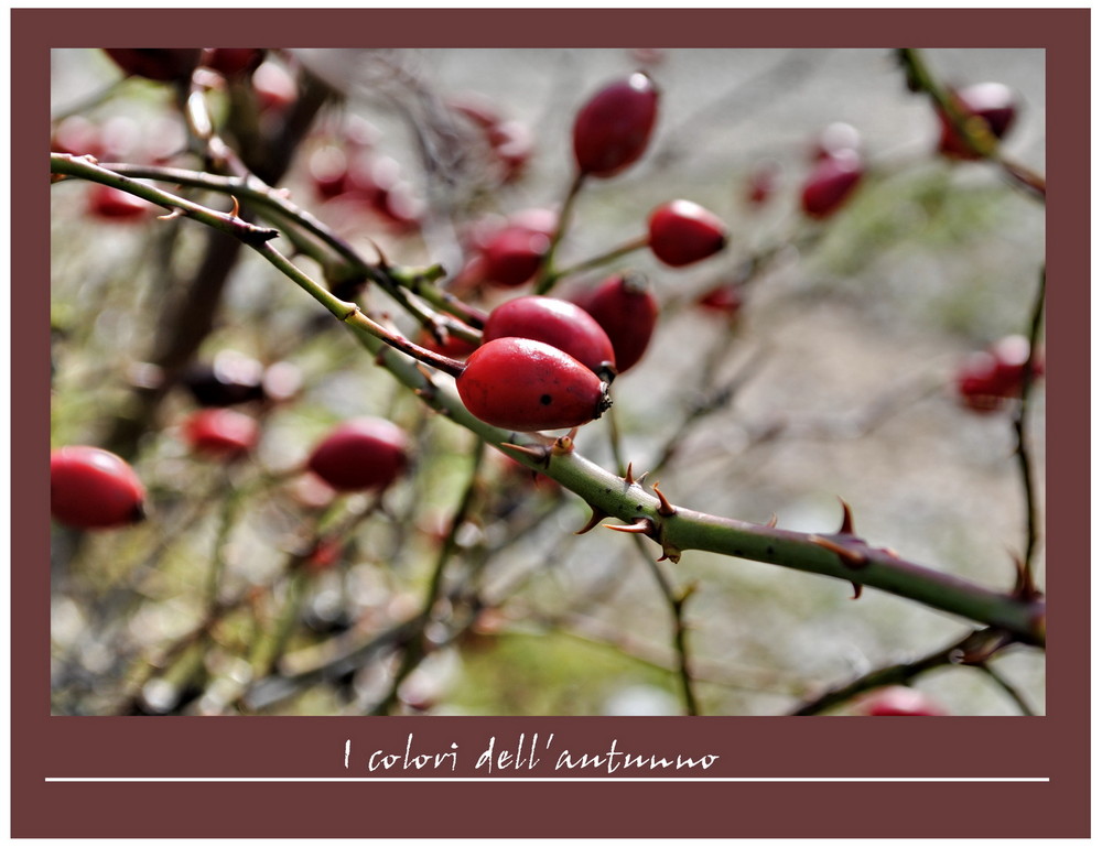 I colori dell'autunno