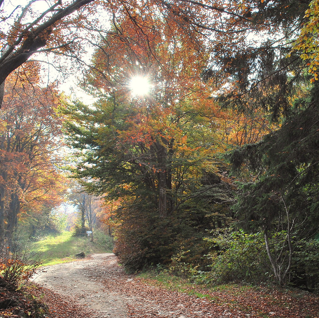 i colori dell'autunno