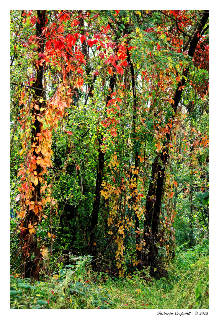 I colori dell'autunno