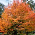 I colori dell'autunno